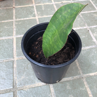 観葉植物　サンスベリア④