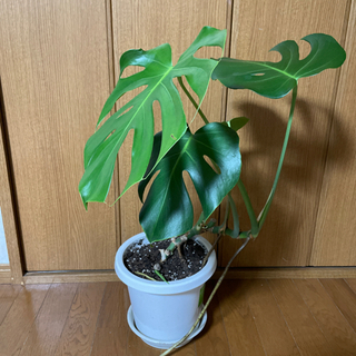観葉植物　パキラ