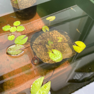 睡蓮の苗　メダカやビオトープなどに