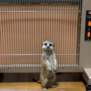 ミーアキャット