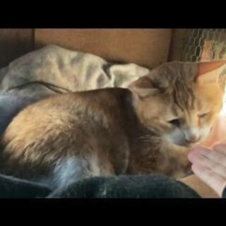 【10歳程】茶白男の子