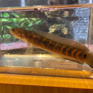 レッドコウタイ　20cm