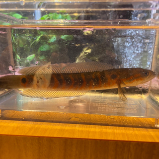 レッドコウタイ　20cmの画像