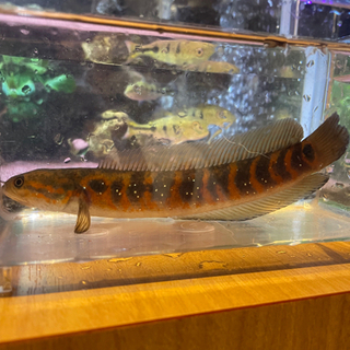 レッドコウタイ　20cmの画像