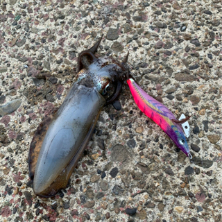 エギング友達募集🦑