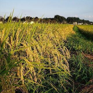 ③茨城県産コシヒカリ100%