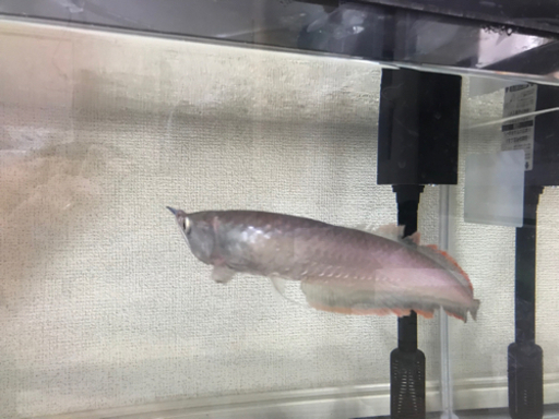 【旭川市】ブラックアロワナ 若魚