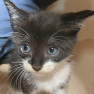 生後１ヶ月 子猫 3匹