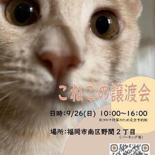 保護猫🐱こねこ譲渡会開催💖