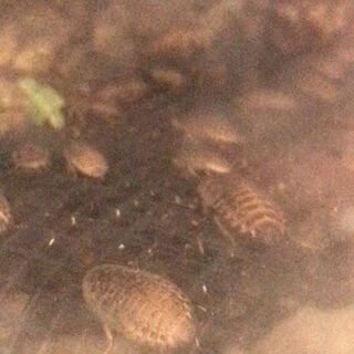 デュビア生まれたてベビー～1センチ　100匹