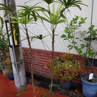 多分、シュロチク①