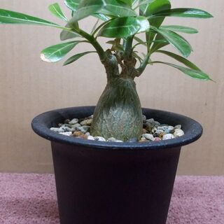 多肉植物類５種セット　現在取引中！の画像