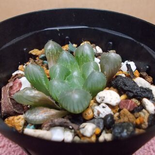 多肉植物類５種セット　現在取引中！の画像