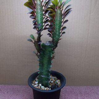 多肉植物類５種セット　現在取引中！の画像