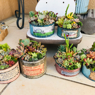 多肉植物寄せ植えセットの画像