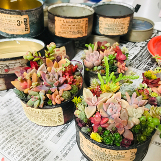 多肉植物寄せ植えセットの画像