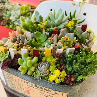 多肉植物寄せ植えセットの画像