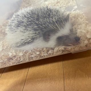 ハリネズミ　