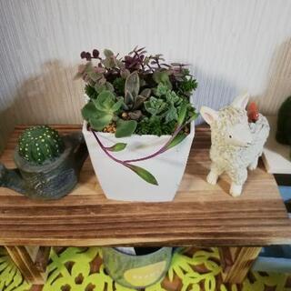 ☪️多肉植物 寄植えセット（鉢&土）

