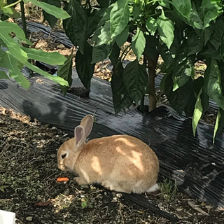 うさぎが畑に住んでます。保護してくださる方お願いします。
