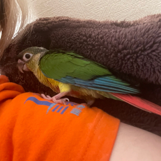 ワキコガネウロコインコ　性別不明　里親決まりました