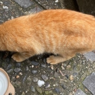 捨て猫里親募集