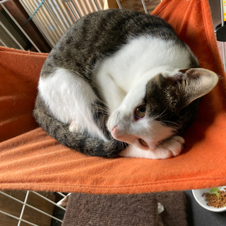 里親決まりました。ありがとうございました。/  子猫　里親募集(...