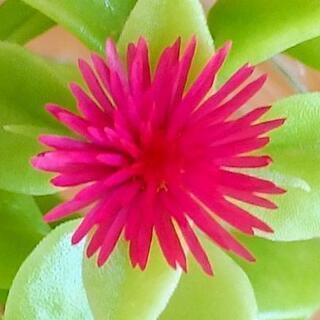 幸運の花が咲いています(^^)