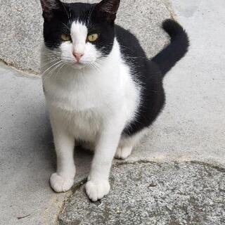決まりました。9か月の男の子 看板猫に、近所の人気者で愛されてます。抱っこok - 猫