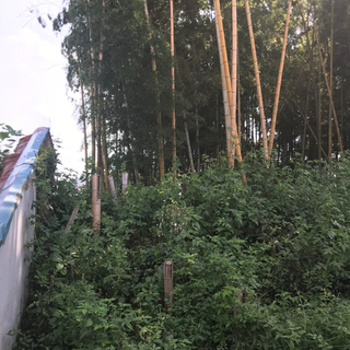 孟宗竹　の画像