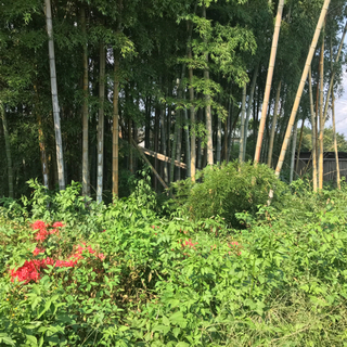 孟宗竹　の画像