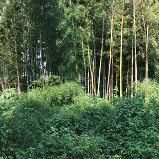 孟宗竹　の画像