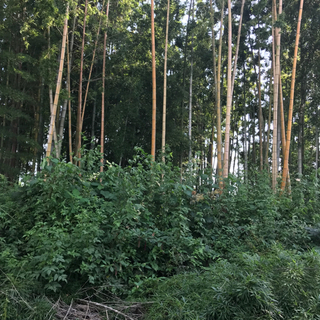 孟宗竹　の画像