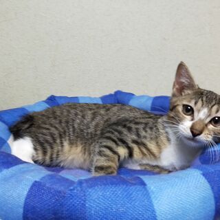 4ヶ月　キジ白　女の子 里親さん募集 立川