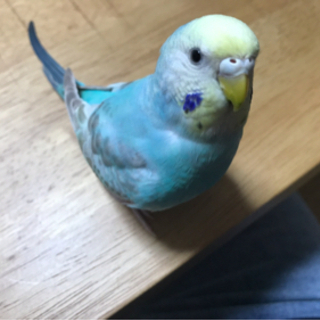 セキセイインコ探してます（札幌市桑園から）