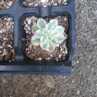 ルノーディーン 多肉植物