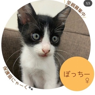 生後2ヶ月の仔猫ちゃん