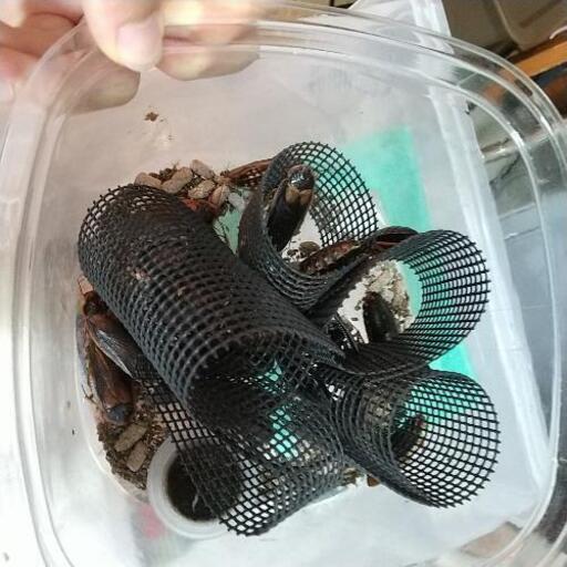 デュビア成虫30匹程度ベビー含め40越え