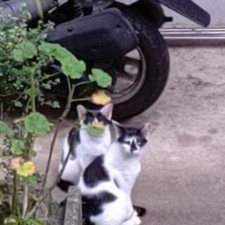 保護猫 地域猫 TNR 川崎市 調布市