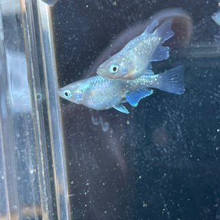 【プラチナ星河RLF】ダルマメダカ写真の個体から産まれた稚魚　めだか
