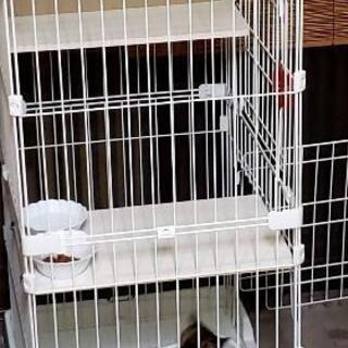 キャットケージ、トイレ２つ等の画像