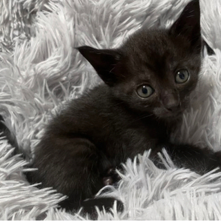 ぴょんぴょん駆けまわる生後1ヶ月　小顔・耳が大きな黒色美猫ちゃん♀