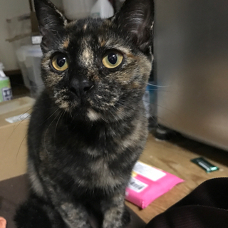 保護猫さんの里親募集です