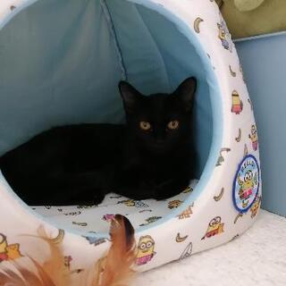 保護猫里親募集