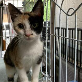 お問い合わせ多いため一時期止めます。みけ猫　仔猫