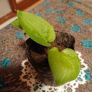 カラー花の苗(球根)🌱の画像