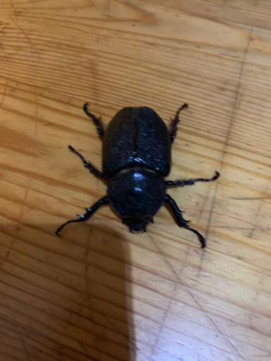 サタンオオカブト　カブトムシ　クワガタ