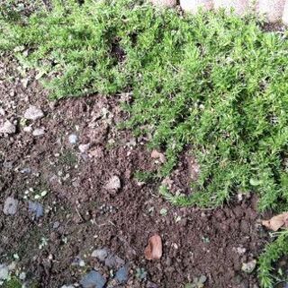 静岡市、焼津市、藤枝市、島田市、雑草抜き おまかせ下さい‼️