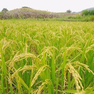 自然農法仲間募集中👩‍🌾