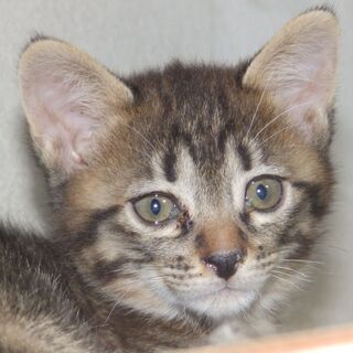 黒系クロ模様（雉虎）の雌でもうすぐ２ヶ月の日本猫。